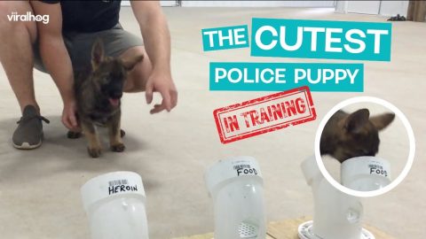 Little Police Pup in Training is CUTEST ever!! || ViralHog