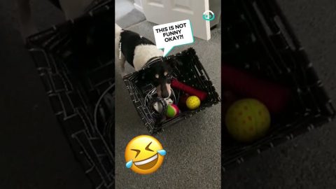 Doggo Gets His Head Stuck || ViralHog