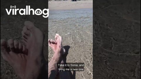 Labrador Fetches A Relaxing Drink || ViralHog