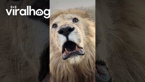 King Lion Shows Off His Fabulous Eyelashes || ViralHog