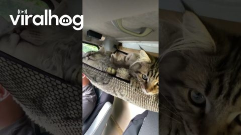 Traveling With Two Maine Coon Kittens || ViralHog