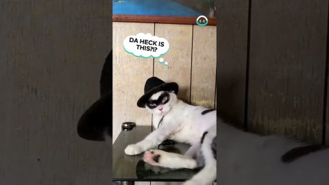 Zorro Cat || ViralHog