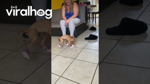 Chihuahua Dances In New Kicks || ViralHog