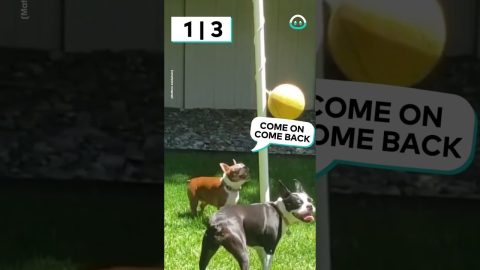 Dog Besties Play Tetherball || ViralHog