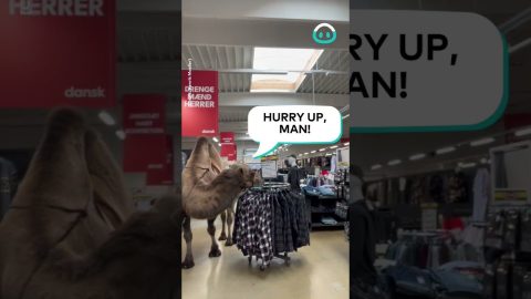 Camel And Donkey Go Shopping || ViralHog
