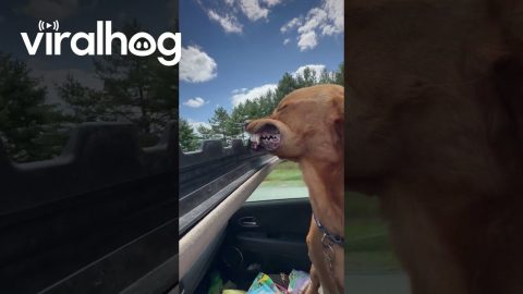 Dog With His Head Out Sunroof Going Down the Highway || ViralHog