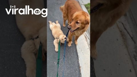Golden Retriever Puppy Holds On Tight || ViralHog