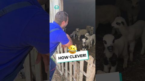 Sheep Baa On Demand || ViralHog