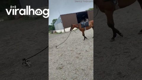 Little Puppy Takes Big Horse For a Walk || ViralHog