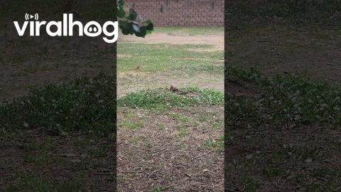 Prairie Dog Becomes Disc Golf Cheerleader || ViralHog