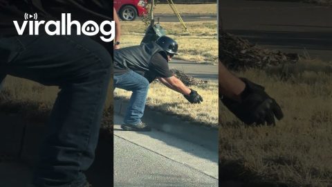 Biker Rescues 10 Baby Ducks Stuck on the Road || ViralHog