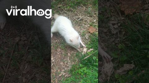 Augusta the Albino Raccoon || ViralHog