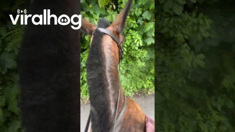 Horse Is Eager To Go Home || ViralHog