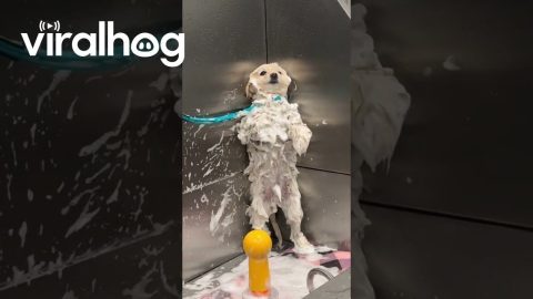 Petrified Pupper Has Had Enough || ViralHog