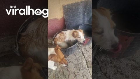 Dogs Multitask Water Resources || ViralHog