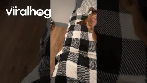 The Most Tired Puppy || ViralHog