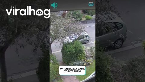 Vandals get Karma || ViralHog