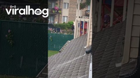 Neighbor Pup Licks The Rain || ViralHog