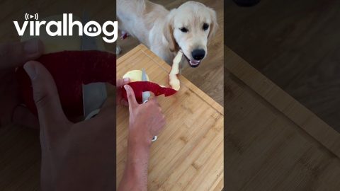Golden Retriever Garbage Disposal System || ViralHog