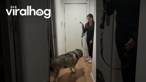 Dog Wants Walk, Doesn't Walk Jog || ViralHog