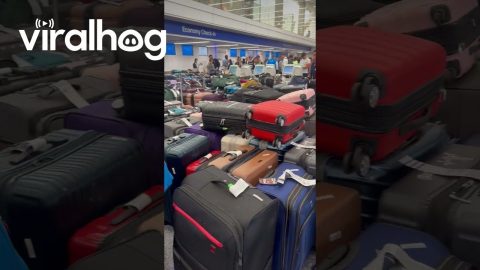 Chaotic Bag Drop Situation At Airport || ViralHog
