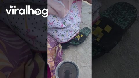 Cute Little Crab Hides In Sandal || ViralHog