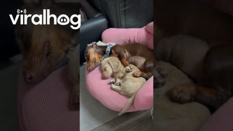 Best Friends Nap Together || ViralHog