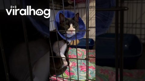 Cat Tries to Lick Bandages Through Cone || ViralHog