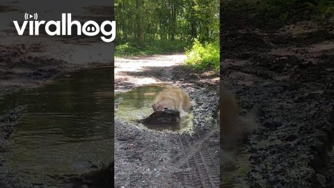 Golden Unwinds In Muddy Puddle || ViralHog