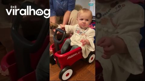 Girl Isn't Impressed With New Family Member || ViralHog