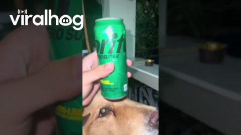 Canine Cup Holder || ViralHog