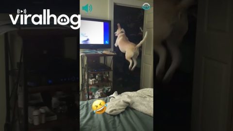 Dog Thinks He Can Jump Through TV || ViralHog