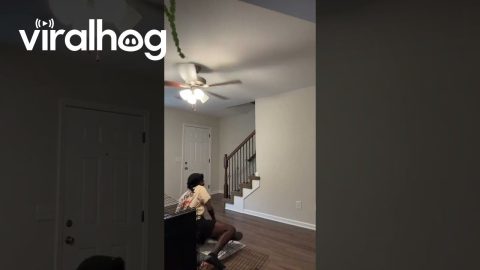 Man Stumbles Over Dog's Cage || ViralHog