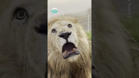 King Lion's Eyelashes Are Amazing || ViralHog
