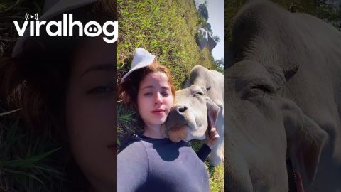 Ox Thinks He's a Lap Dog || ViralHog