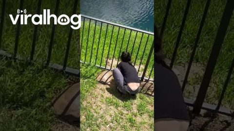 Woman Helps Turtle Stuck on Wrong Side of Fence || ViralHog