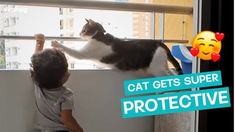 Cat Gets Protective Over Toddler || ViralHog
