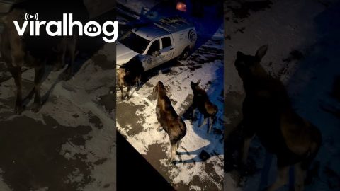 Two Female Moose Fight Over Territory || ViralHog