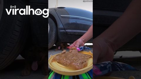 RC Car Feeding a Stray Dog || ViralHog