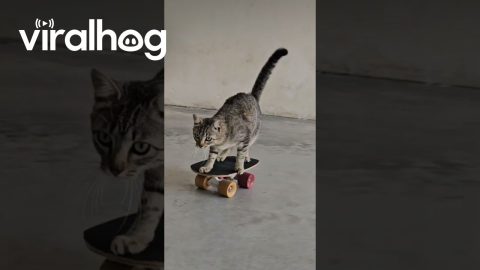 Kibrit The Skateboarding Cat || ViralHog