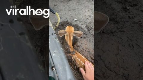 Man in Canoe Rescues Fawn Stuck in Mud || ViralHog