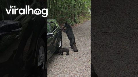 An Unconventional Method of Deterring Bears || ViralHog