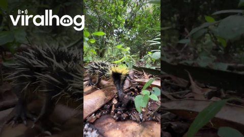 Lowland Streaked Tenrec Makes Rare Stridulation Sounds || ViralHog