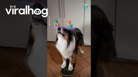 Dog Bartends while Skateboarding || ViralHog