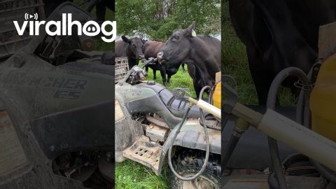 Cow Finds a Way to Scratch Itchy Nose || ViralHog