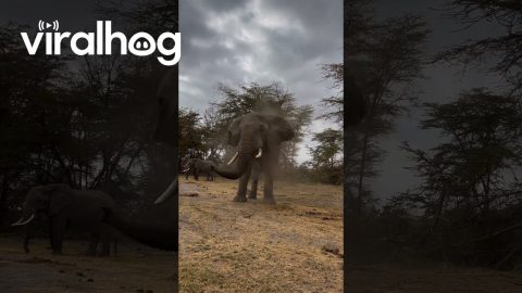 Big Bull Elephant Is Displeased || ViralHog