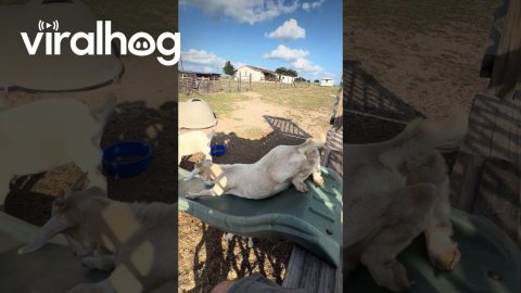 Goat Checks Out New Slide || ViralHog