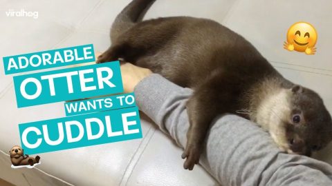 Otter Loves To Cuddle Human || ViralHog