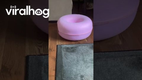 Pug Puppy Gets Stuck in Cat Tunnel || ViralHog