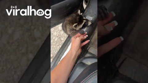 Raccoon Friend Wants to Tag Along || ViralHog